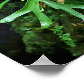 Staghorn Fern Poster (Hoek)