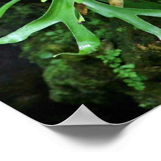 Staghorn Fern Poster (Hoek)