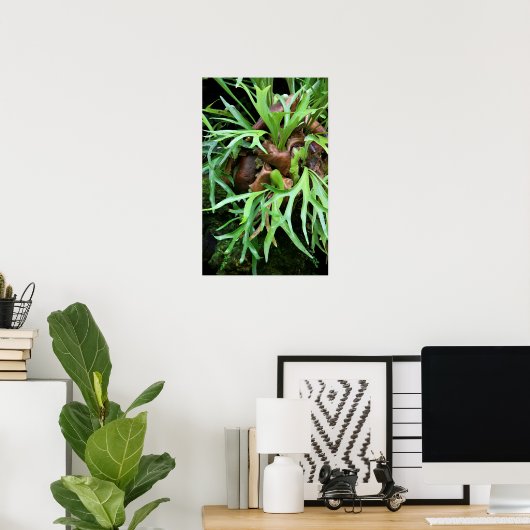 Staghorn Fern Poster (Thuiskantoor)