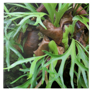 Staghorn Fern Tile Tegeltje