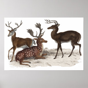STAGS PRINT