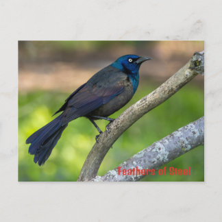 Stalen veren. Grackle Feestdagenkaart