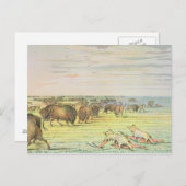 Stalkbuffel Briefkaart (Voorkant / Achterkant)