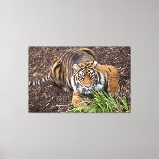 Stalking Bengal Tiger Closeup Pose Canvas Art (Voorkant)
