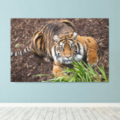 Stalking Bengal Tiger Closeup Pose Canvas Art (Insitu (Houten vloer))