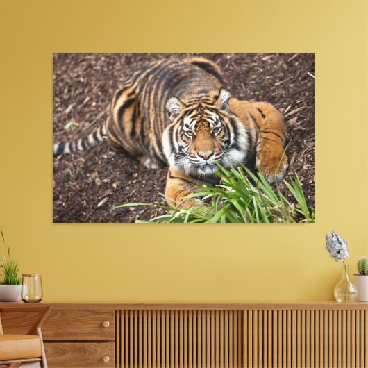 Stalking Bengal Tiger Closeup Pose Canvas Art (Insitu (Woonkamer))