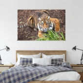 Stalking Bengal Tiger Closeup Pose Canvas Art Afdruk (Insitu (Slaapkamer))