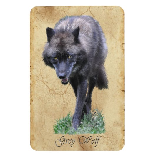 Stalking Grey Wolf Faune Art Flexi Magnet (Vertical)