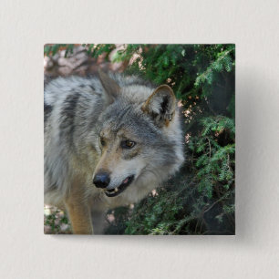 Stalking Wolf Pin Vierkante Button 5,1 Cm