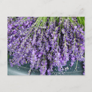 Stalks de carte postale Lavender
