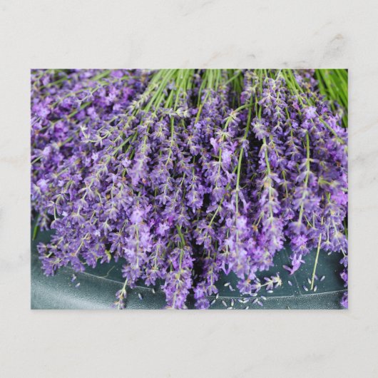 Stalks de carte postale Lavender (Devant)