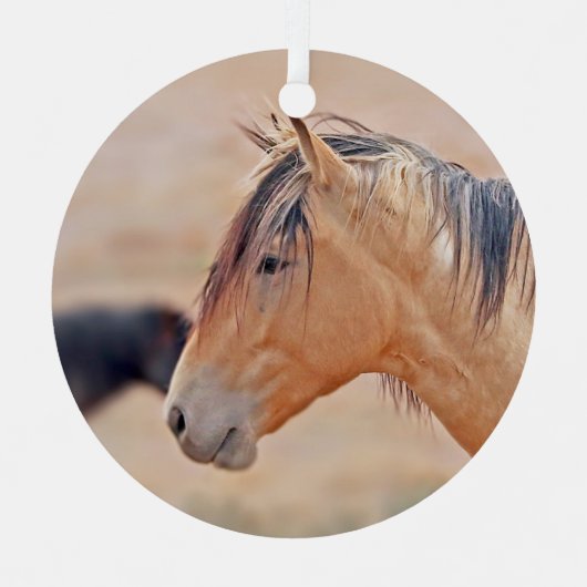 Stallion regarder ornement (Recto)