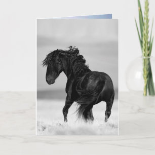 Stallion sauvage Turns - Carte de voeux de Cheval 