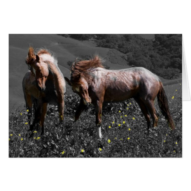 Stallion Spar (Devant horizontal)