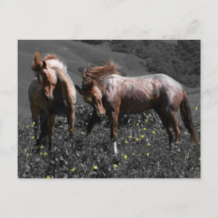 Stallion Spar Briefkaart