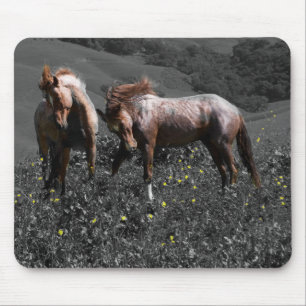 Stallion Spar Muismat