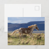 Stallion, Steens-bergen, Oregon Briefkaart (Voorkant / Achterkant)