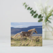 Stallion, Steens-bergen, Oregon Briefkaart (Staand voorkant)