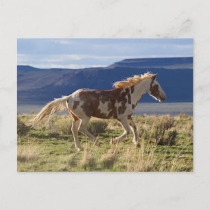 Stallion, Steens-bergen, Oregon Briefkaart