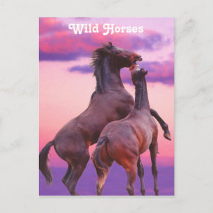 Stallions Briefkaart voor afspelen