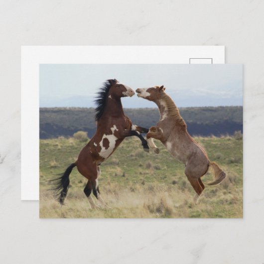 Stallions, Steens-gebergte, Oregon Briefkaart (Voorkant / Achterkant)