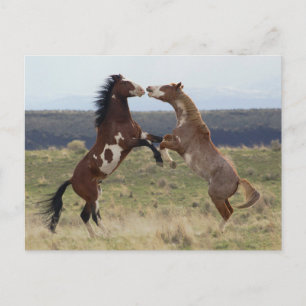 Stallions, Steens-gebergte, Oregon Briefkaart