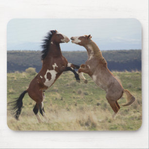 Stallions, Steens-gebergte, Oregon Muismat