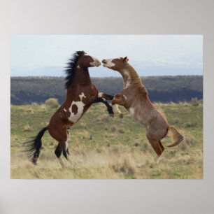 Stallions, Steens-gebergte, Oregon Poster