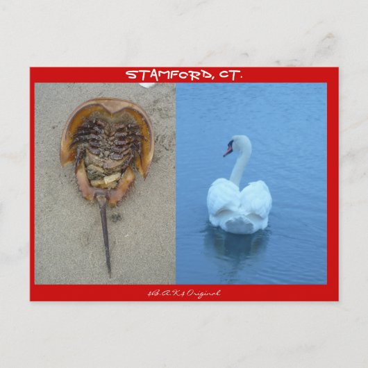 Stamford, CT Briefkaart (Voorkant)