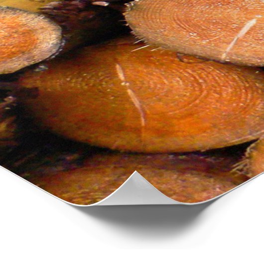 stamhout poster (Hoek)