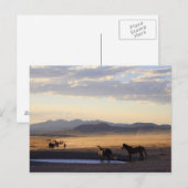 Stampede Briefkaart (Voorkant / Achterkant)
