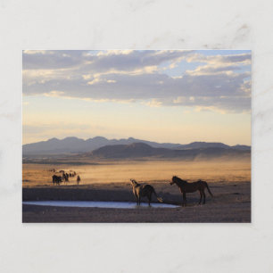 Stampede Briefkaart