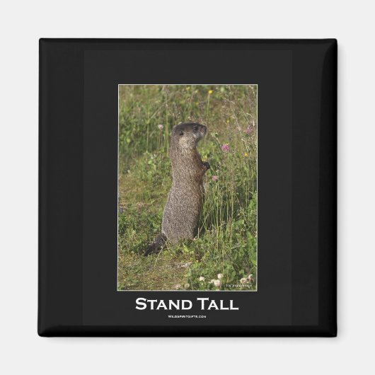 Stand Tall Marmot Magnet (Devant)