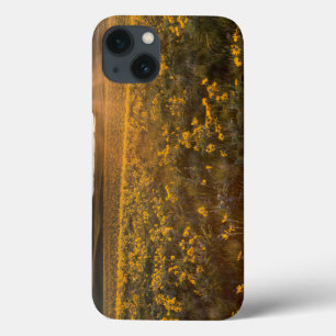 Stand van de wilde bloemen van Arrowleaf Balsamroo iPhone 13 Hoesje