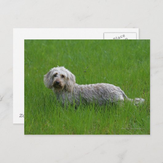 Standaard dachshund met wierharing in gras briefkaart (Voorkant / Achterkant)