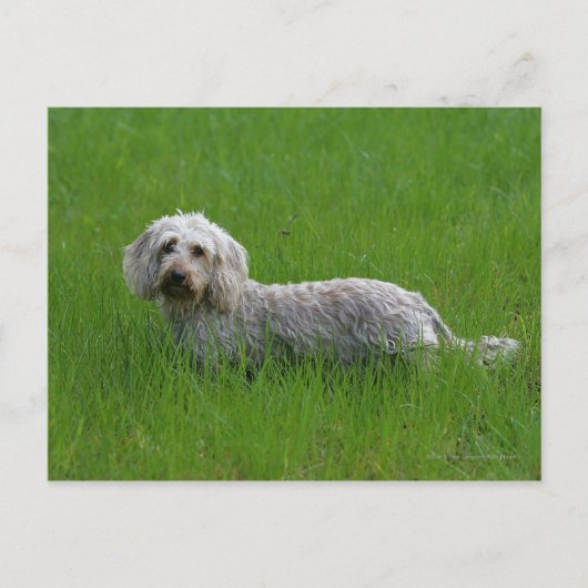 Standaard dachshund met wierharing in gras briefkaart (Voorkant)