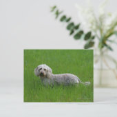Standaard dachshund met wierharing in gras briefkaart (Staand voorkant)