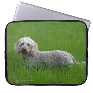 Standaard dachshund met wierharing in gras laptop sleeve