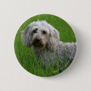 Standaard dachshund met wierharing in gras ronde button 5,7 cm