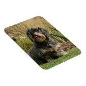 Standaard Dachshund met wirespeed Magneet (Rechterzijde)