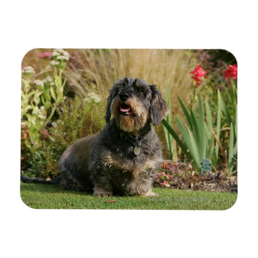 Standaard Dachshund met wirespeed Magneet (Horizontaal)