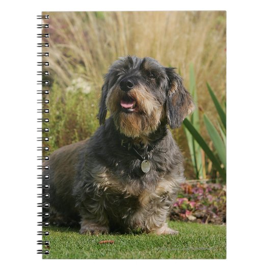 Standaard Dachshund met wirespeed Notitieboek (Voorkant)