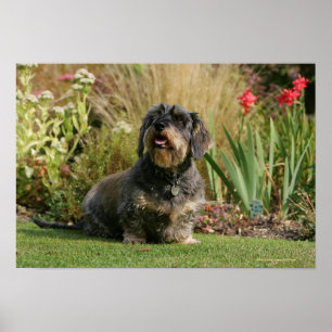 Standaard Dachshund met wirespeed Poster