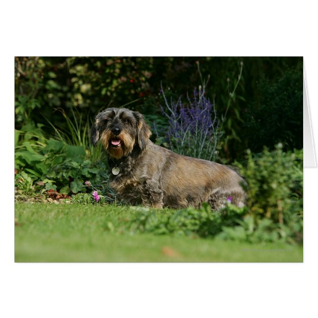 Standaard Dachshund-spits met aderharing (Voorkant Horizontaal)