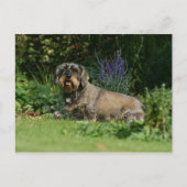 Standaard Dachshund-spits met aderharing Briefkaart (Voorkant)