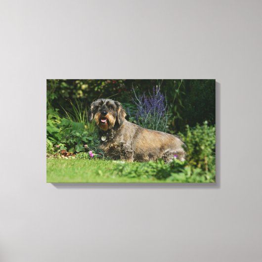 Standaard Dachshund-spits met aderharing Canvas Afdruk (Voorkant)