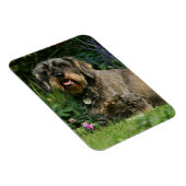 Standaard Dachshund-spits met aderharing Magneet (Rechterzijde)