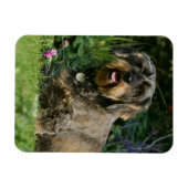 Standaard Dachshund-spits met aderharing Magneet (Horizontaal)