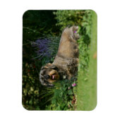 Standaard Dachshund-spits met aderharing Magneet (Verticaal)