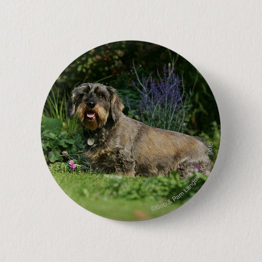 Standaard Dachshund-spits met aderharing Ronde Button 5,7 Cm (Voorkant)